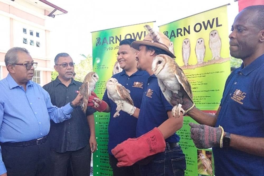 The Kelantan campus of Univesiti Sains Malaysia (USM) is conducting the state's pilot project using barn owls as a form of effective biological pest control to curb the infestation of rats. - FILE PIX