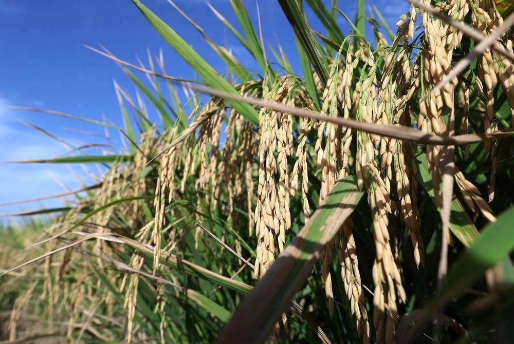 All padi millers and rice wholesalers have been asked to increase the supply of local white rice (BPT) by 20 per cent through the Local White Rice Special Programme, as one of the intervention measures to restore supply in the market, according to Agriculture and Food Security Ministry (KPKM). - BERNAMA