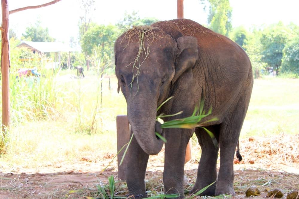 Photo for illustration purposes only. - 123RF