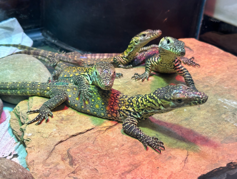 The hatching of the three female and three male babies marks an important milestone in the conservation of the species, which is native to Indonesia.. Photo: ZooTampa at Lowry Park
