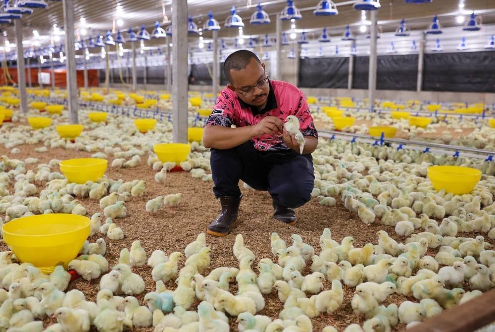 The dedication of Muhammad Nor Syahidin Abu Hassan in establishing his modern chicken farm in Terengganu should serve as an inspiration, especially for young people. - BERNAMA