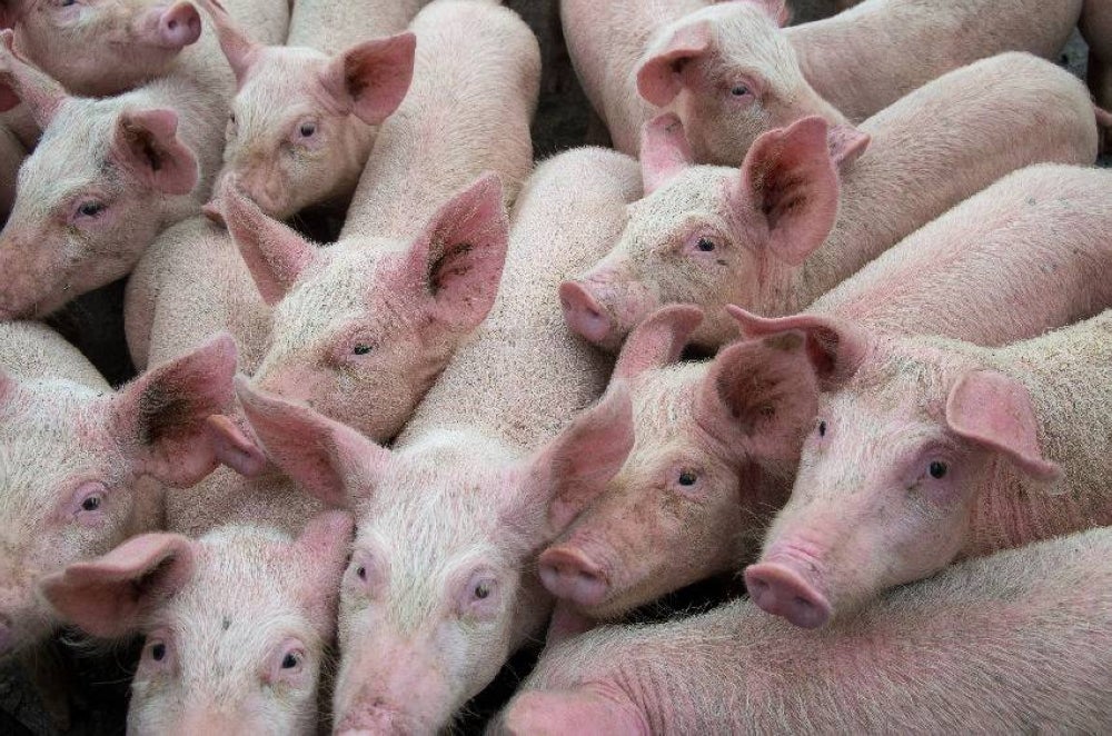 Pig farmers are advised not to plant fruit trees in and around farm areas that could attract animals, especially fruit bats (a family of bat species), which are known to be natural hosts of the Nipah virus. - FILE PIX