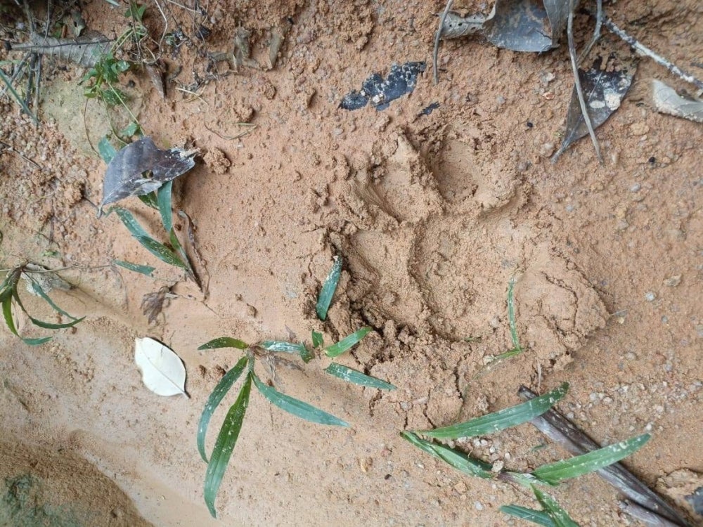 Tiger foot print in the Durian orchard - PIC from reader
