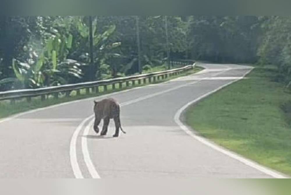 The Wildlife and National Park Protection Department (Perhilitan) will keep on monitoring and patrolling around the area where a tiger was found roaming a road in Kelantan last Tuesday - FILE PIX 