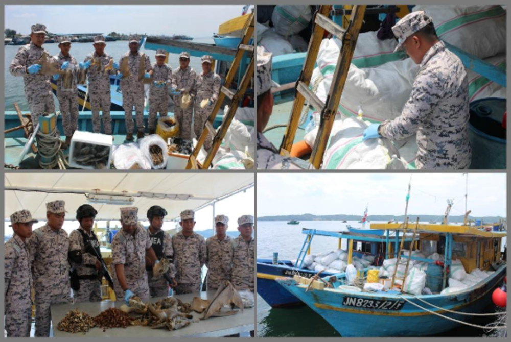 The Malaysian Maritime Enforcement Agency (MMEA) seized over 3,000 kilogramme (kg) of various endangered marine species after it intercepted two fishing boats in the Northwest waters of Mengayau, near here, on Wednesday. - Malaysian Maritime Enforcement Agency (MMEA) 