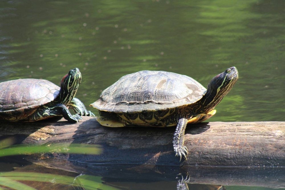 Is eating turtle halal? Sinar Daily