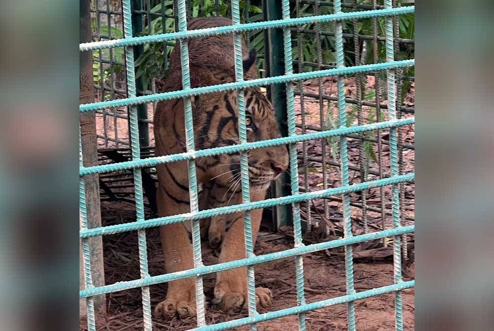 The tiger believed to have been attacking pet dogs belonging to the Temiar Orang Asli community in Pos Bihai, here, since July was caught yesterday.