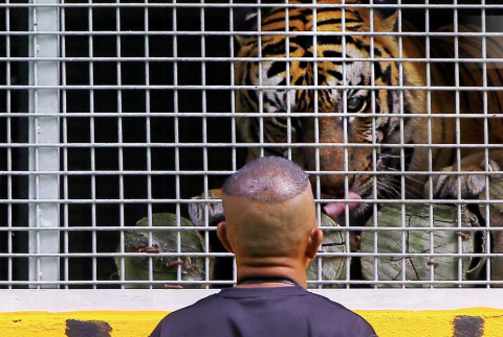 The role of community rangers is very important in efforts to combat encroachment, illegal logging and mining as well as the killing of wildlife, therefore increasing the number of rangers including from the Orang Asli community is described as the right decision. - BERNAMA