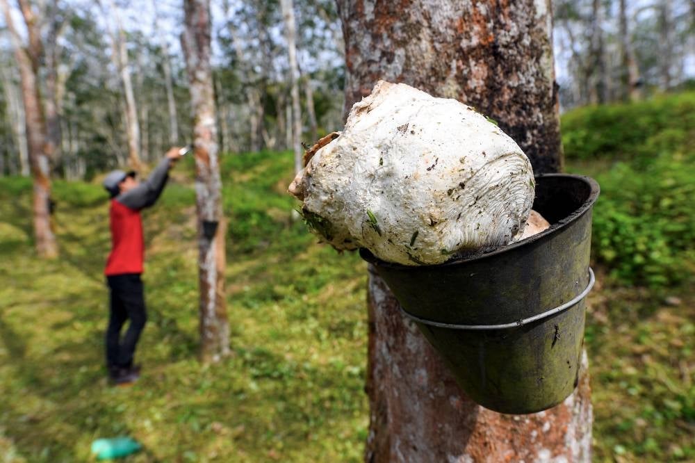 Rubber tappers at Kampung Tangkoh Sekota, Johol in Negeri Sembilan. (Photo by BERNAMA)
