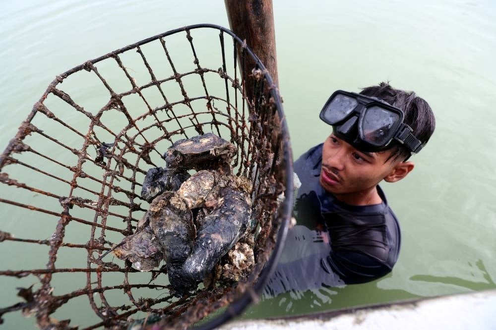 Muhammad Nashrul Nizam Abu Rani, 22, is already at Kampung Pangkalan Tilam jetty as early as 6 am to observe the water condition before getting ready for a day’s work as an oyster diver - BERNAMA