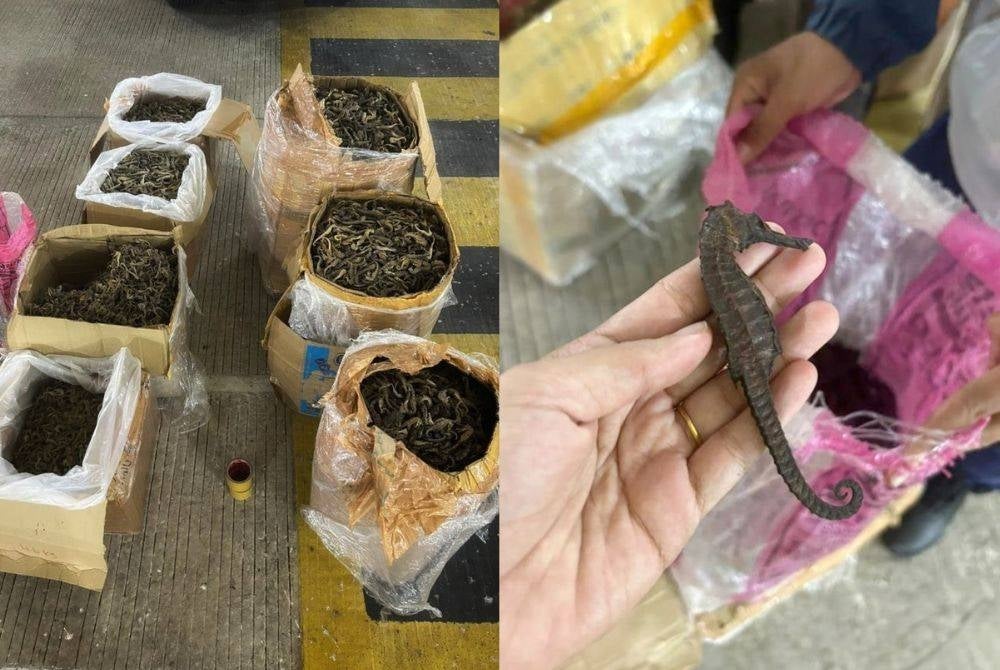 The inspection team discovered 90 kilogrammes of seahorses, estimated to be worth up to RM180,000.