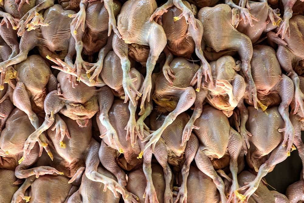 Savings amounting to RM100 million a month following the discontinuation of subsidies and price controls on chicken effective Nov 1 will allow the government to enhance various socio-economic and welfare initiatives, including cash assistance. - BERNAMA