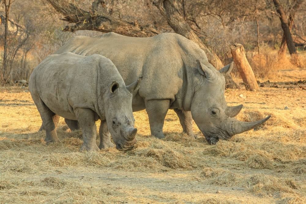 White rhinos eating grass at the Omaruru reserve, Namibia. (123rf photo) 