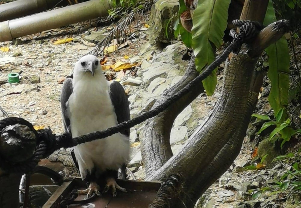 Snow, the white-bellied sea eagle at Farm in The City.