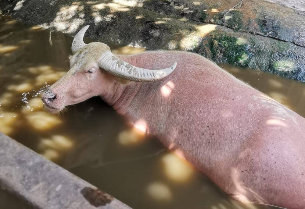 Mr White, the pink buffalo at Farm in The City.