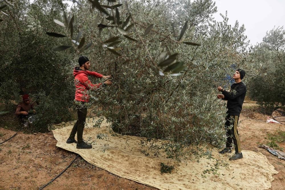 Palestinian pick up olives from trees in Juhr al-Dik in the central Gaza Strip on November 27, 2023, on the fourth day of a truce in fighting between Israel and Hamas. Photo by Mohammed Abed/AFP