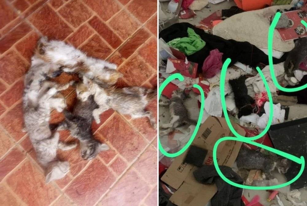 Some of the kittens found dead in the Jerantut Wholesale Market area suspected to have been killed. - Malaysian Animal Association (Facebook)