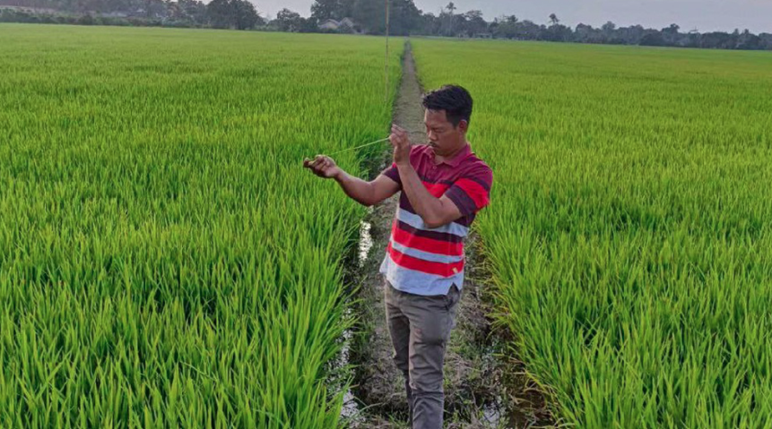 Mohd Amirul - who attributes his success to the help and guidance rendered by Mada - is positioning himself as "living proof” that padi cultivation can be profitable; he is also committed to attracting more young people to the sector. - Photo credit: The Malaysian Reserve