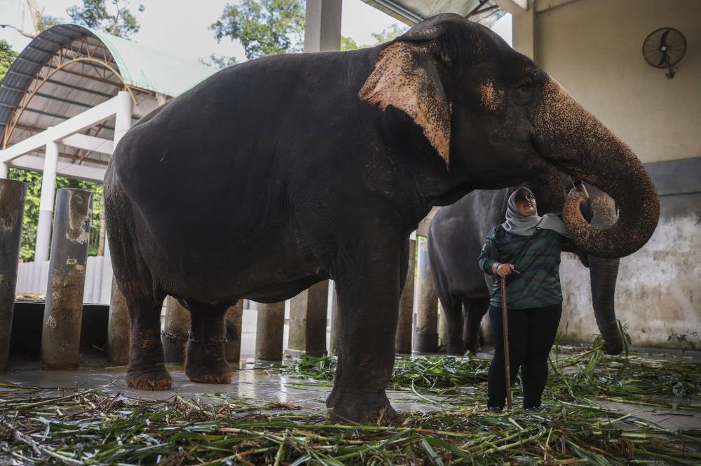 Ain and Pian the elephant