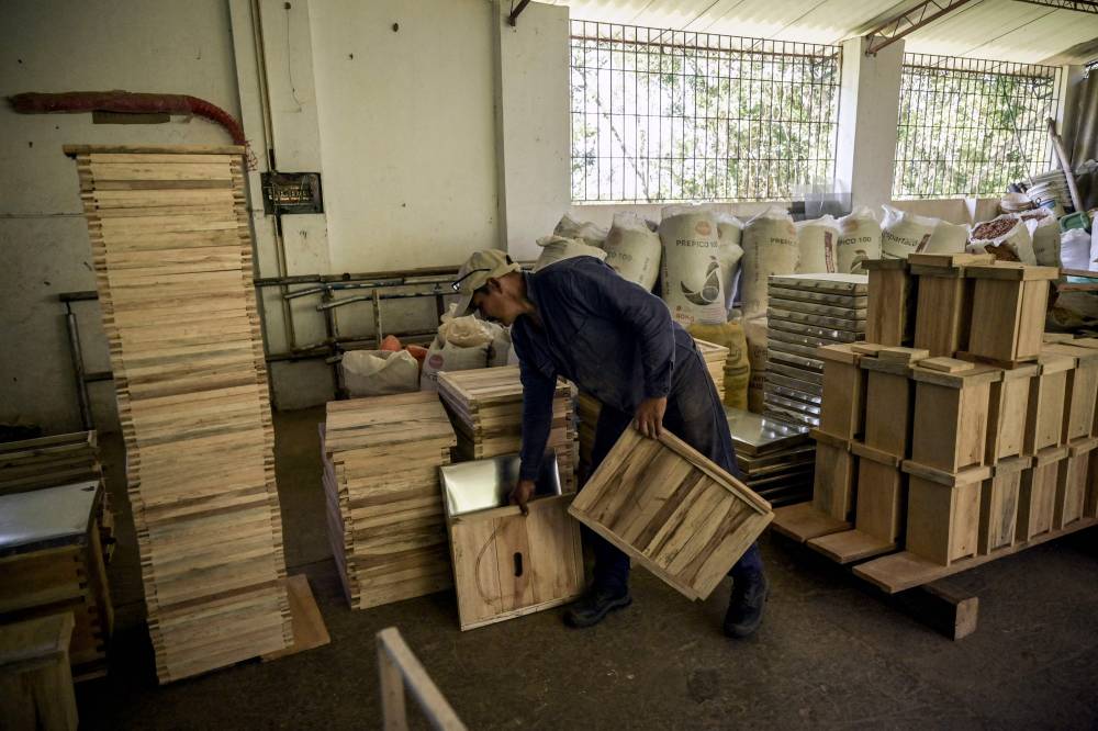 A worker builds hives with illegal timber in the municipality of Socorro, department of Santader, Colombia, Photo by Juan Barreto/AFP