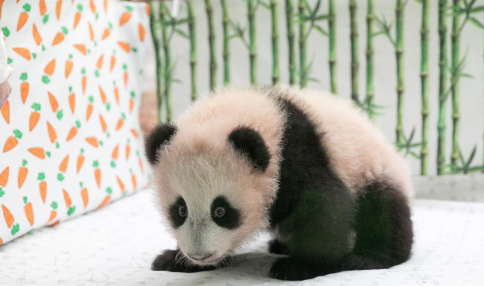 Giant panda cub Katyusha is seen at Moscow Zoo in Moscow, Russia, Dec. 21, 2023. Russia's first giant panda cub born at Moscow Zoo in August was named Katyusha, Moscow Mayor Sergey Sobyanin said on Wednesday. - Photo by Xinhua