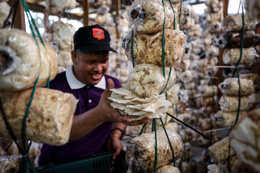 Mohd Umar Samsudin, 30, a PWD trainee with autism, picking mature silk oyster mushroom at the mushroom 'house' located in the Kasih Templer Autism Community Rehabilitation Centre (PDK) in Batu Caves. -- Photo by Bernama