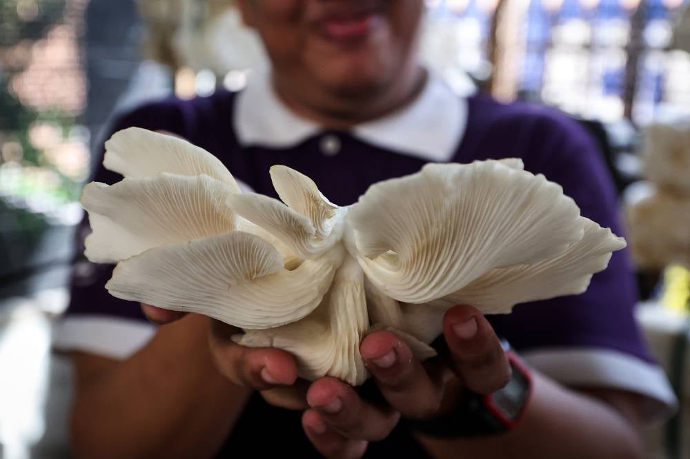 Mohd Umar Samsudin, 30, a PWD trainee with autism, showing a silk oyster mushroom at the mushroom 'house' located in the Kasih Templer Autism Community Rehabilitation Centre (PDK) in Batu Caves. -- Photo by Bernama