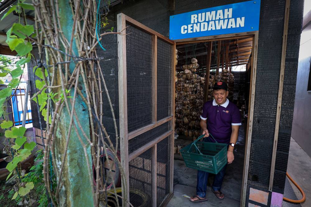 Mohd Umar Samsudin, 30, a PWD trainee with autism, picking mature silk oyster mushroom at the mushroom 'house' located in the Kasih Templer Autism Community Rehabilitation Centre (PDK) in Batu Caves. -- Photo by Bernama