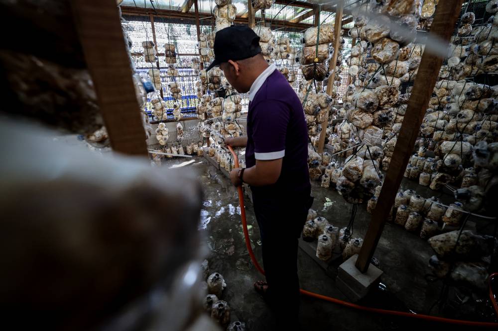 Mohd Umar Samsudin, 30, a PWD trainee with autism, picking mature silk oyster mushroom at the mushroom 'house' located in the Kasih Templer Autism Community Rehabilitation Centre (PDK) in Batu Caves. -- Photo by Bernama