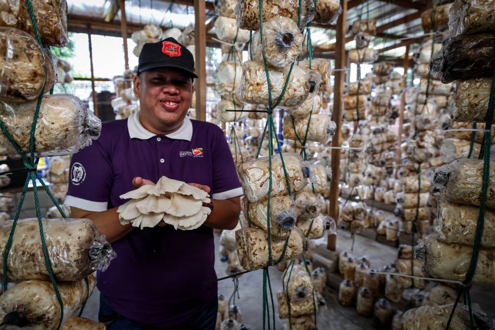 Mohd Umar Samsudin, 30, a PWD trainee with autism with the silk oyster mushroom at the mushroom 'house' located in the Kasih Templer Autism Community Rehabilitation Centre (PDK) in Batu Caves. -- Photo by Bernama