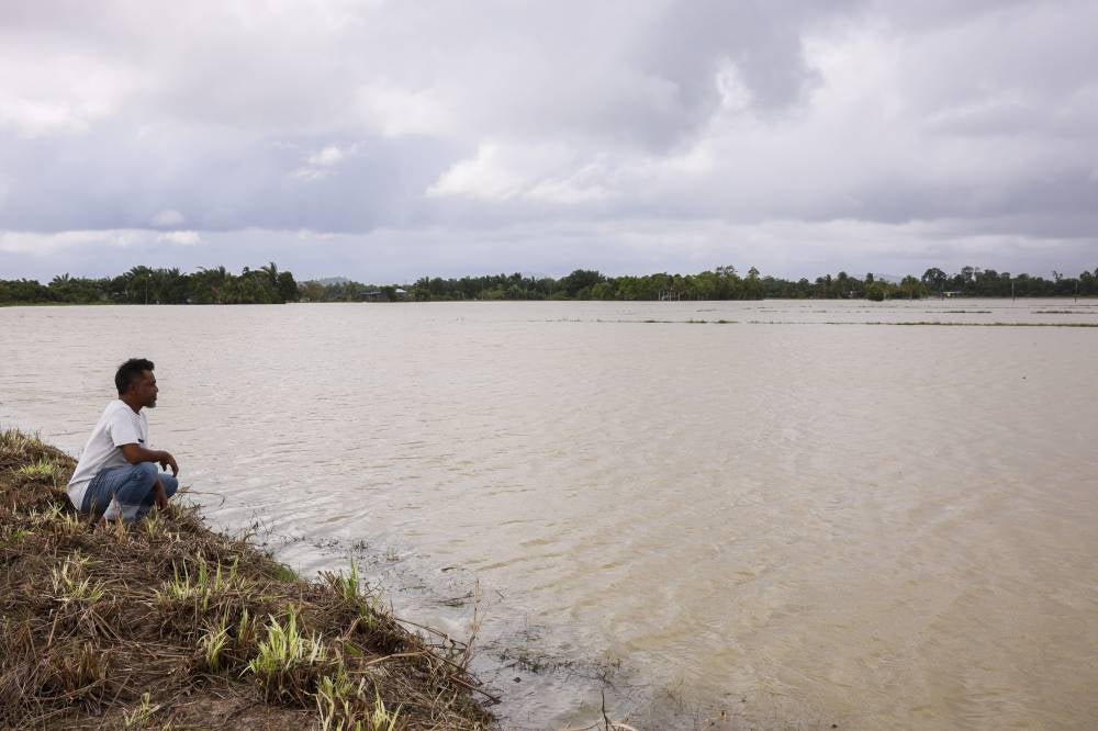 A farmer gazing at his paddy field which was flooded in Kampung Kurnia, Rompin. - Photo by Bernama