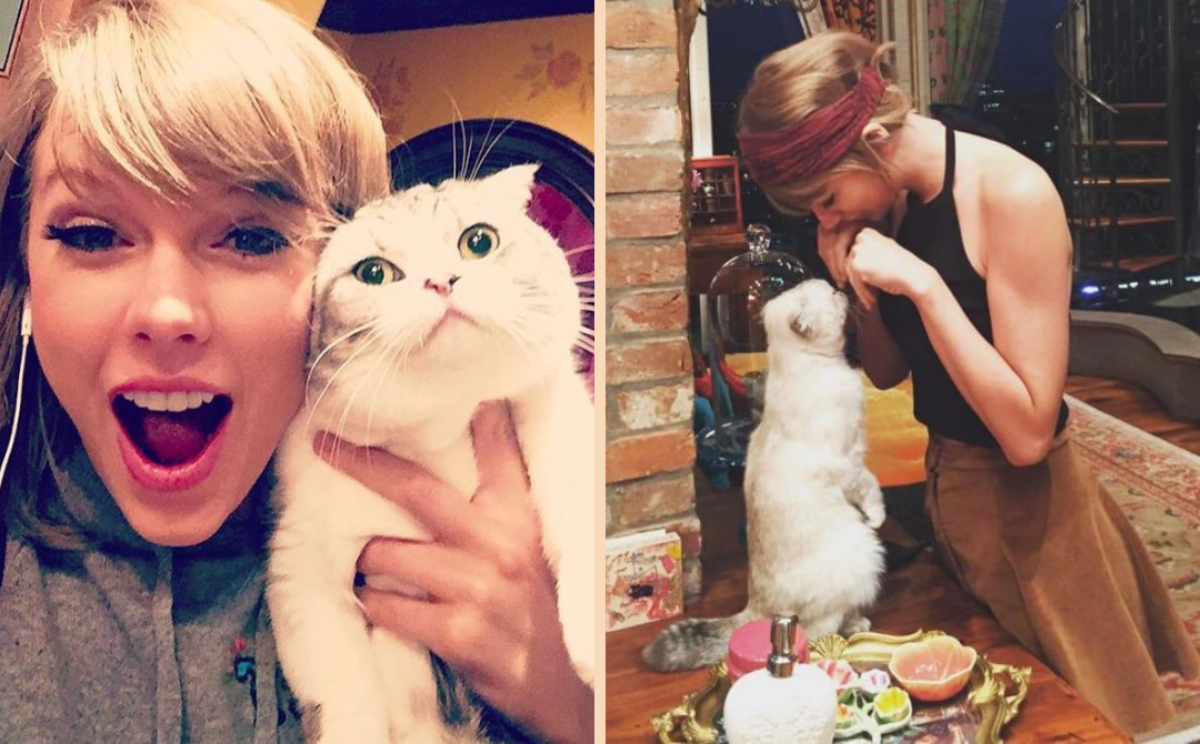 Taylor Swift's feline companions rule her heart and the web. - Photo taken from Pinterest