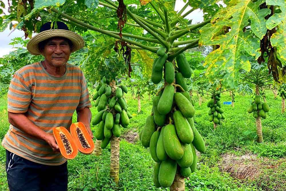 Mohamed never expected that his papaya cultivation hobby would yield a substantial income, reaching up to RM20,000 per month.