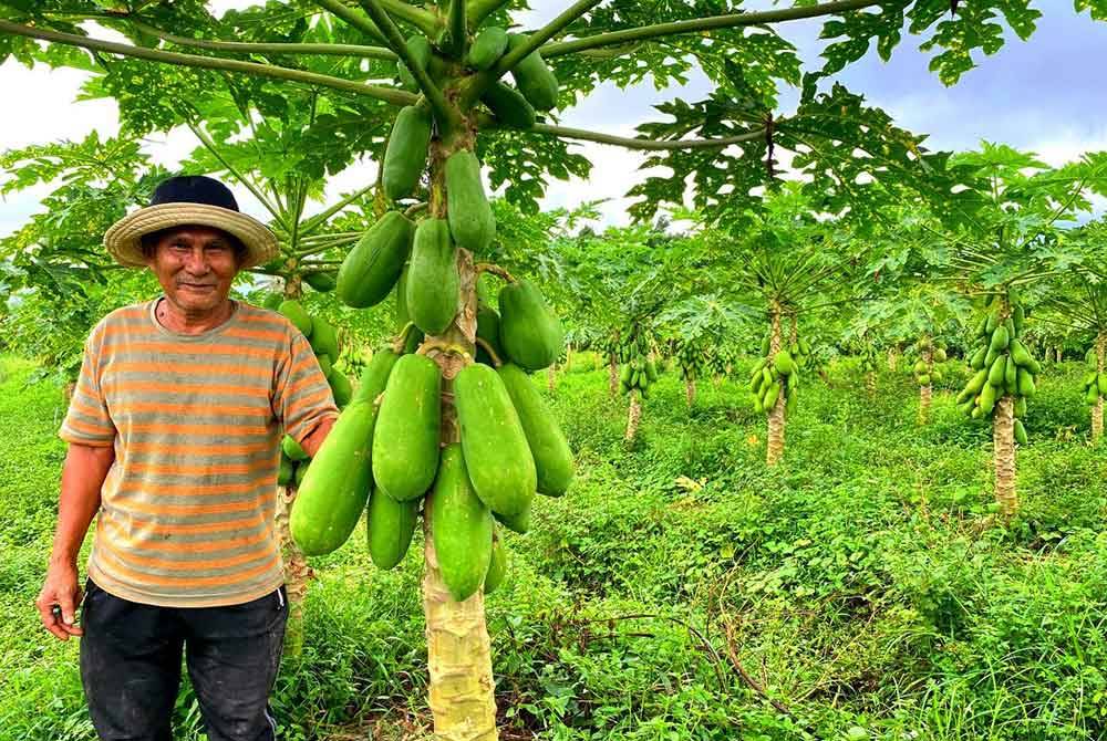 Mohamed began planting Callina papayas with a total of 30 plants in 2019 as a way to fill his free time.