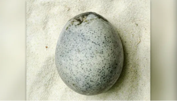 Recent scans of the 1,700-year-old chicken egg show it still contains liquid and an air bubble. It was discovered at a Roman-era site in the English town of Aylesbury. (Image credit: Oxford Archaeology)
