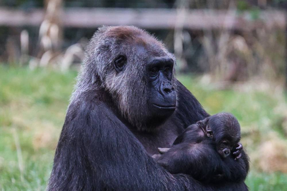 A handout photograph released by London Zoo on February 13, 2024 shows western lowland gorilla Effie holding her newly born baby gorilla, at London Zoo in London. - Photo by AFP