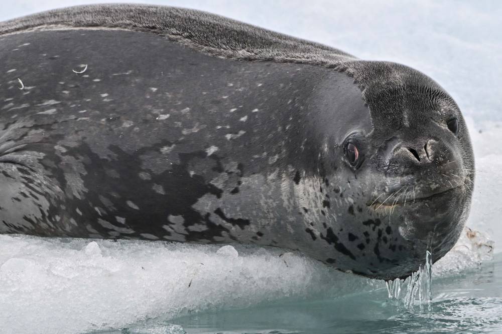 A leopard seal (Hydrurga leptonyx) is pictured on Livingston Island in the South Shetland Islands, Antarctica, on Jan 27, 2024. - (Photo by JUAN BARRETO / AFP)