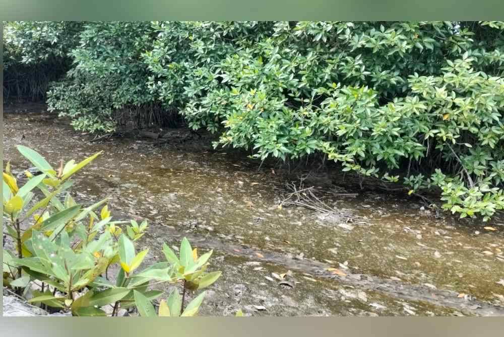 Merbok River has the most 40 mangrove species in the world compared to the total of 60 types of mangroves in the world.