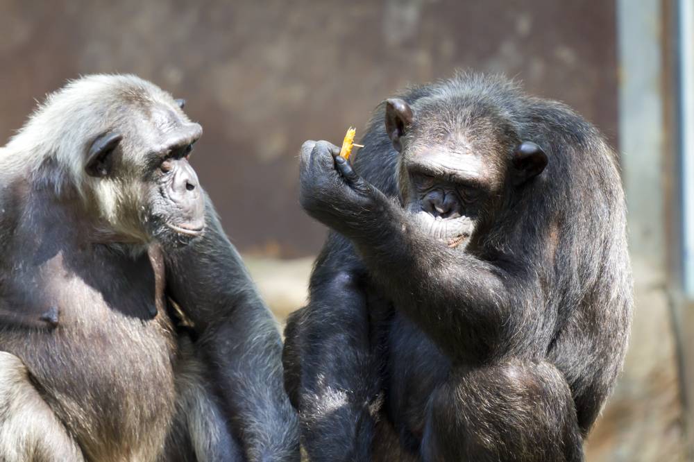 Photo for illustration purposes only. - 123RF