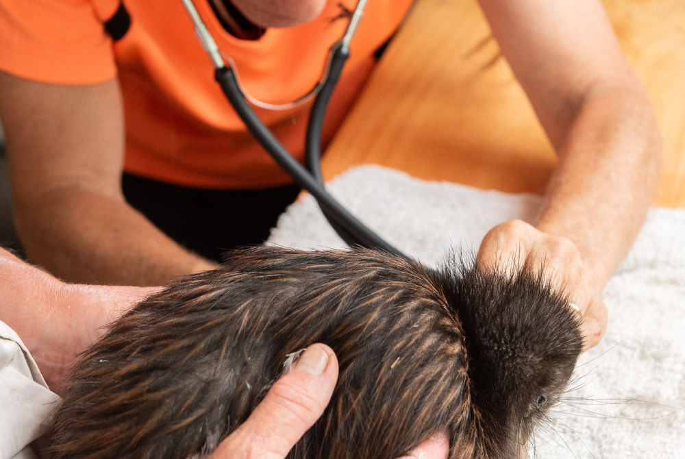 This handout picture taken on February 2, 2024 and released by Dean Wright shows a kiwi, named Splash, being treated by retired vet Lesley Baigent at a new dedicated kiwi rehabilitation centre in Kerikeri. - Photo by AFP