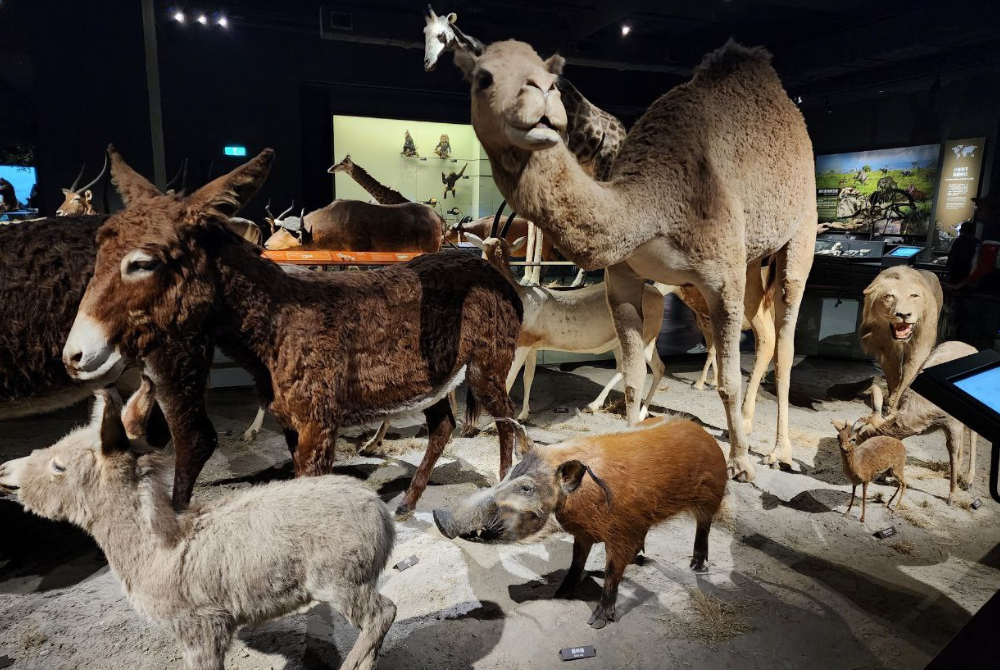 Chimei museum - Photo by Shah Shamshiri 