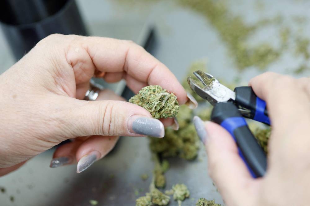 Silke Cerveny, managing director of the Natur Erlebniswelt store, cuts hemp flowers at a cannabis (hemp) store in Aschheim near Munich, southern Germany, on February 22, 2024, one day ahead of a vote by the German parliament on the decriminalisation of cannabis. (Photo by Michaela Stache / AFP)