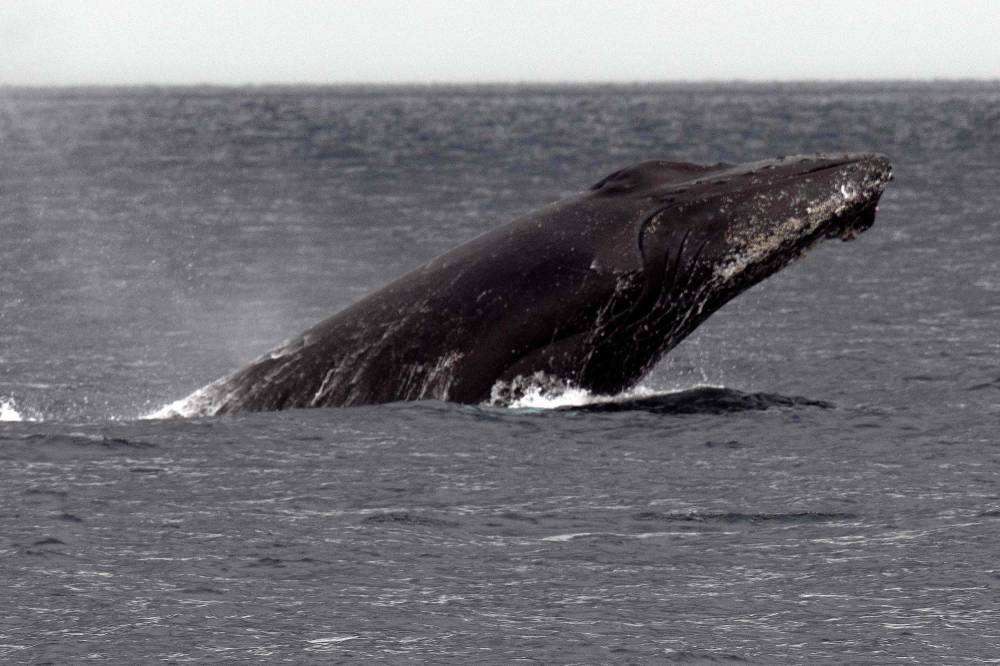 A humpback whale (Megaptera novaeangliae) jumps in the Pacific Ocean's waters at Contadora Island in Panama. Photo by Luis Acosta/AFP FILE PIX