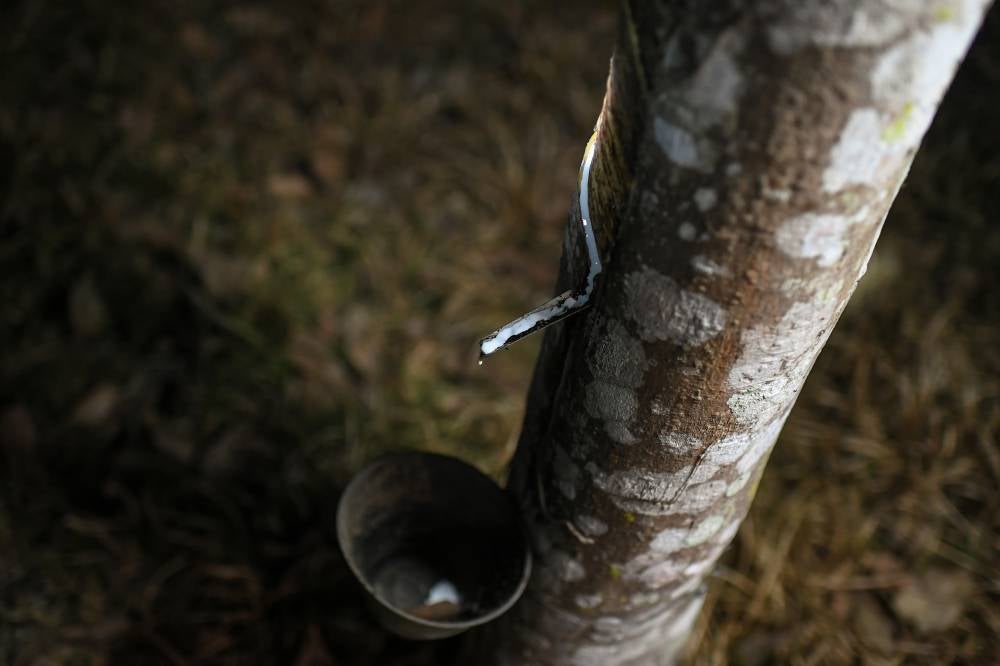 The government is developing a centralised consolidation and clustering model to address local and foreign labour shortages in the rubber industry’s upstream sector. - BERNAMA FILE PIX 