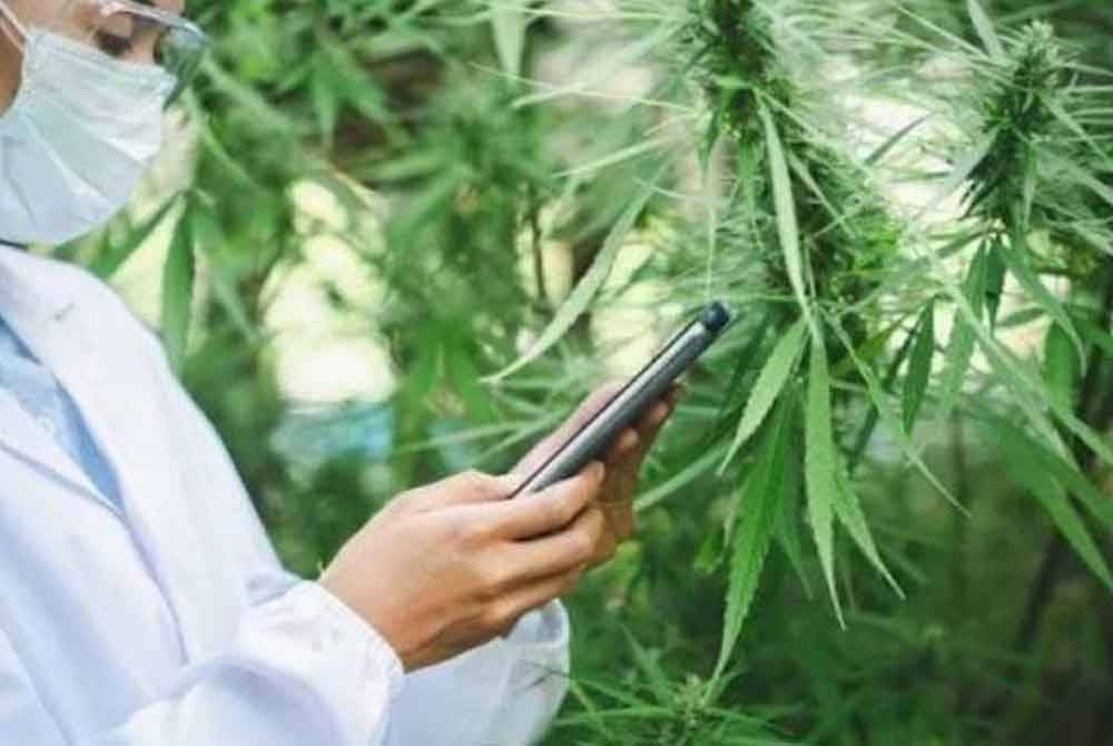 The new Thai government is pushing to re-enforce the ban on widespread cannabis use. Illustrative image - 123RF