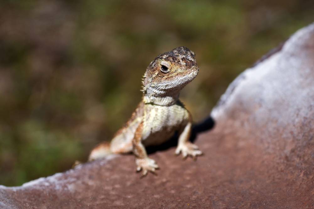 This picture taken on March 25, 2024 shows a grassland earless dragon lizard at the Tidbinbilla Nature Reserve located on the outskirts of the Australian capital city of Canberra. - Photo by AFP
