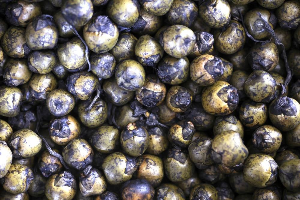 The most difficult task in the buah kabung business is picking the fruit. - Photo by Bernama