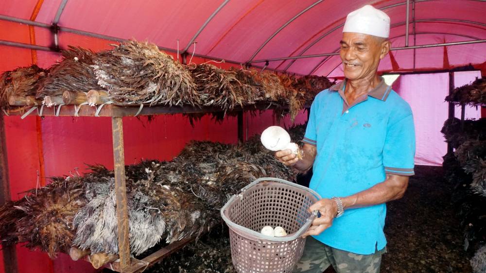 Ismail Ibrahim said he could earn up to RM3,000 monthly selling mushrooms compared to about RM1,500 tapping rubber. Photo by Bernama
