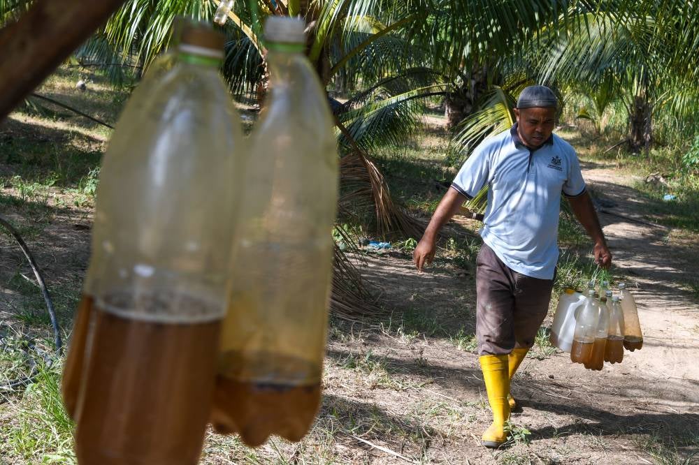 Suhaimi can produce 100 litres of tuak daily with the assistance of his children. Photo by Bernama