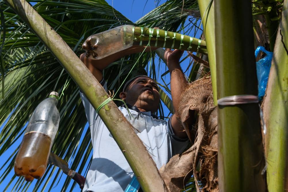 Suhaimi can produce 100 litres of tuak daily with the assistance of his children. Photo by Bernama